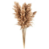 Pampas grass - 10 stems