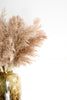 Fluffy pampas pluimen - 10 stelen