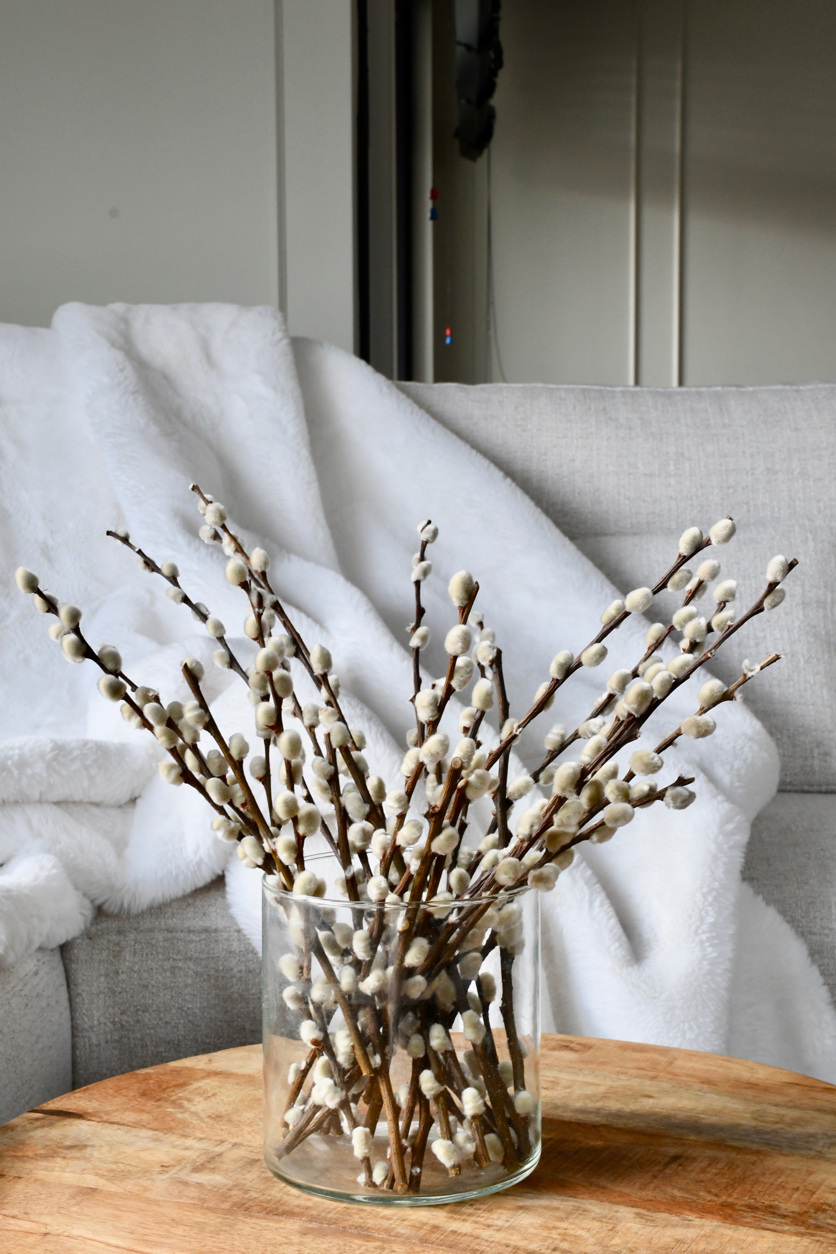 Preserved Salix - 20 stems