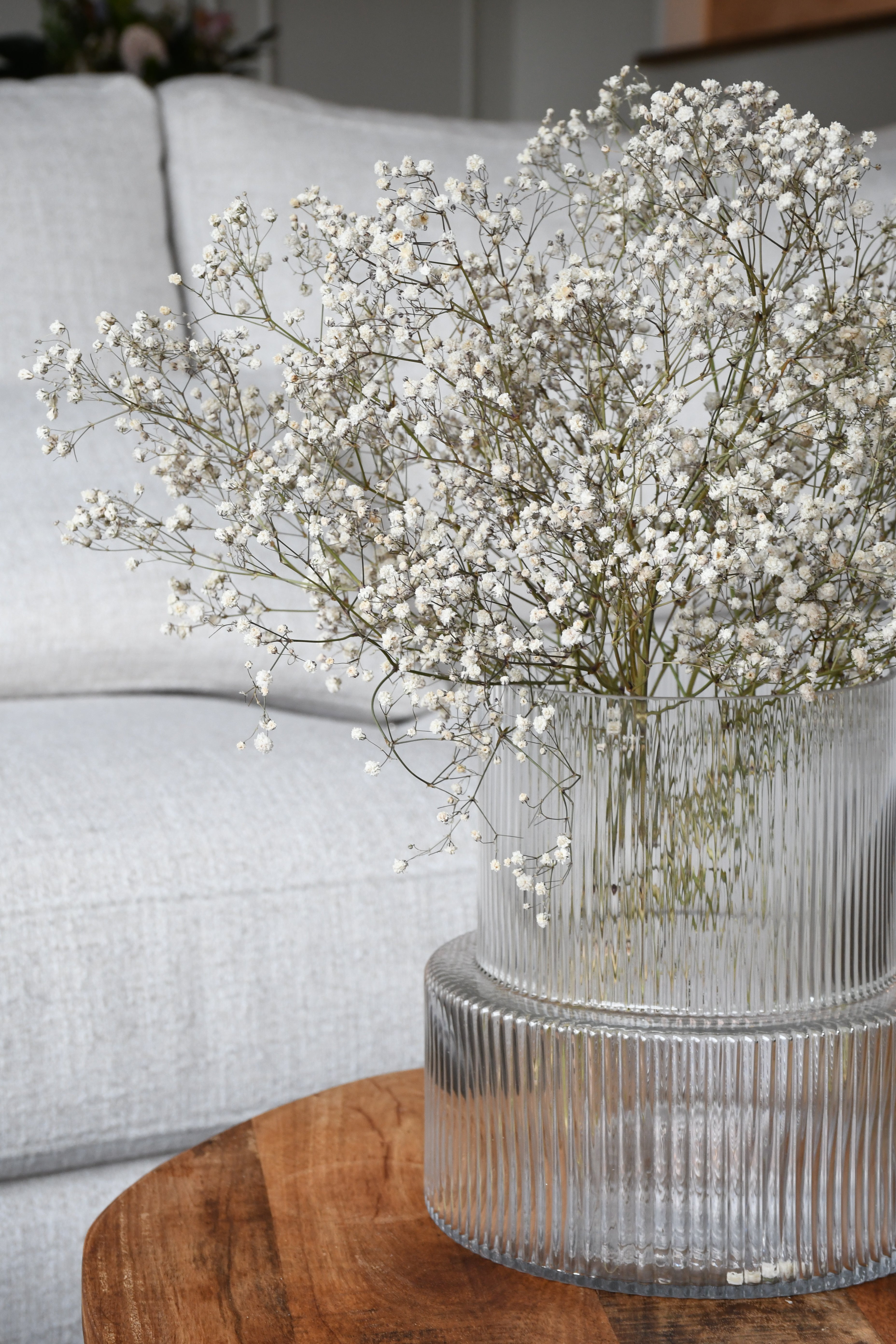 Dried baby's breath (gypsophila) flowers