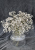 Dried baby's breath (gypsophila) flowers