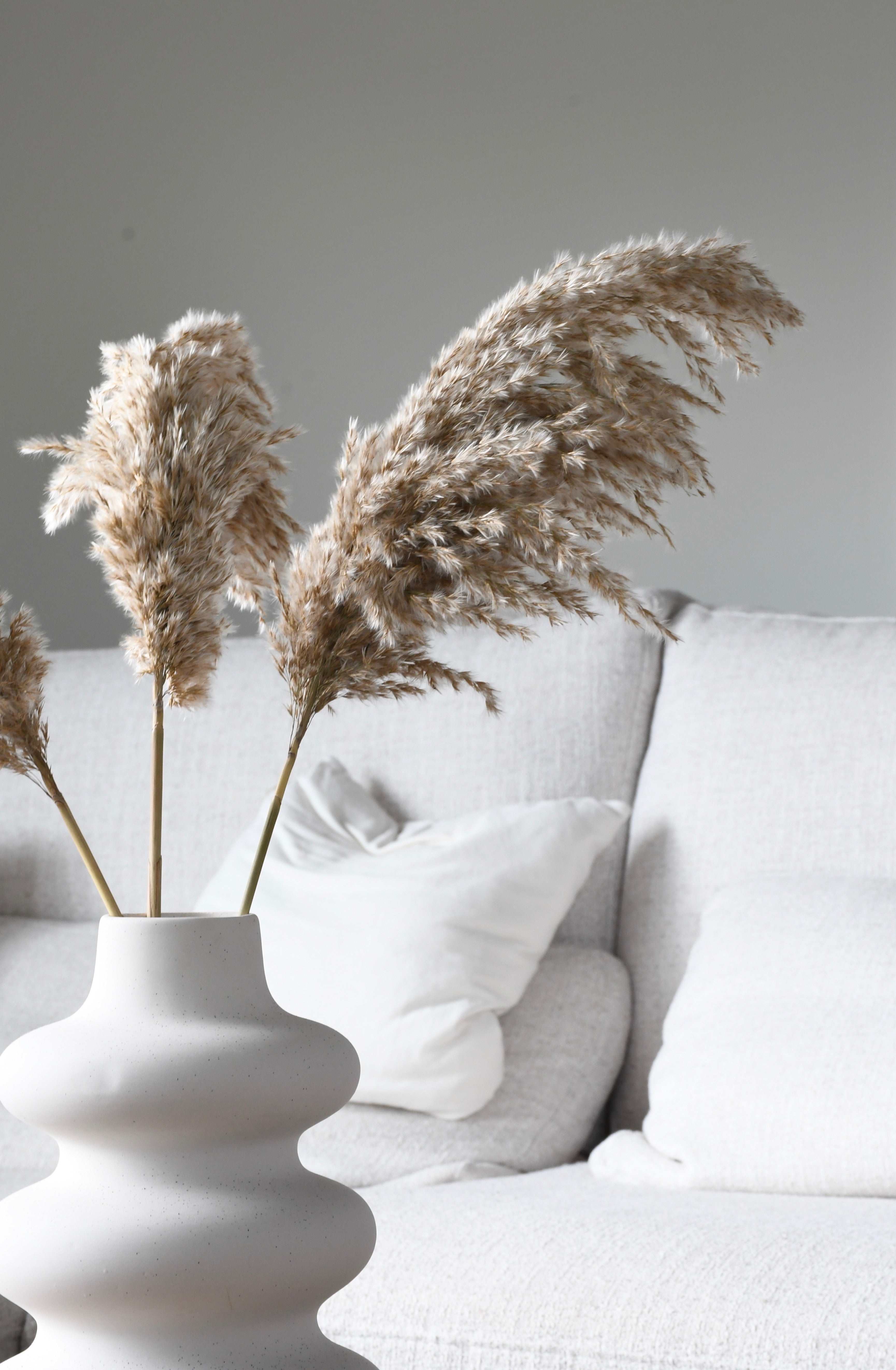 Fluffy pampas grass - 3 stems