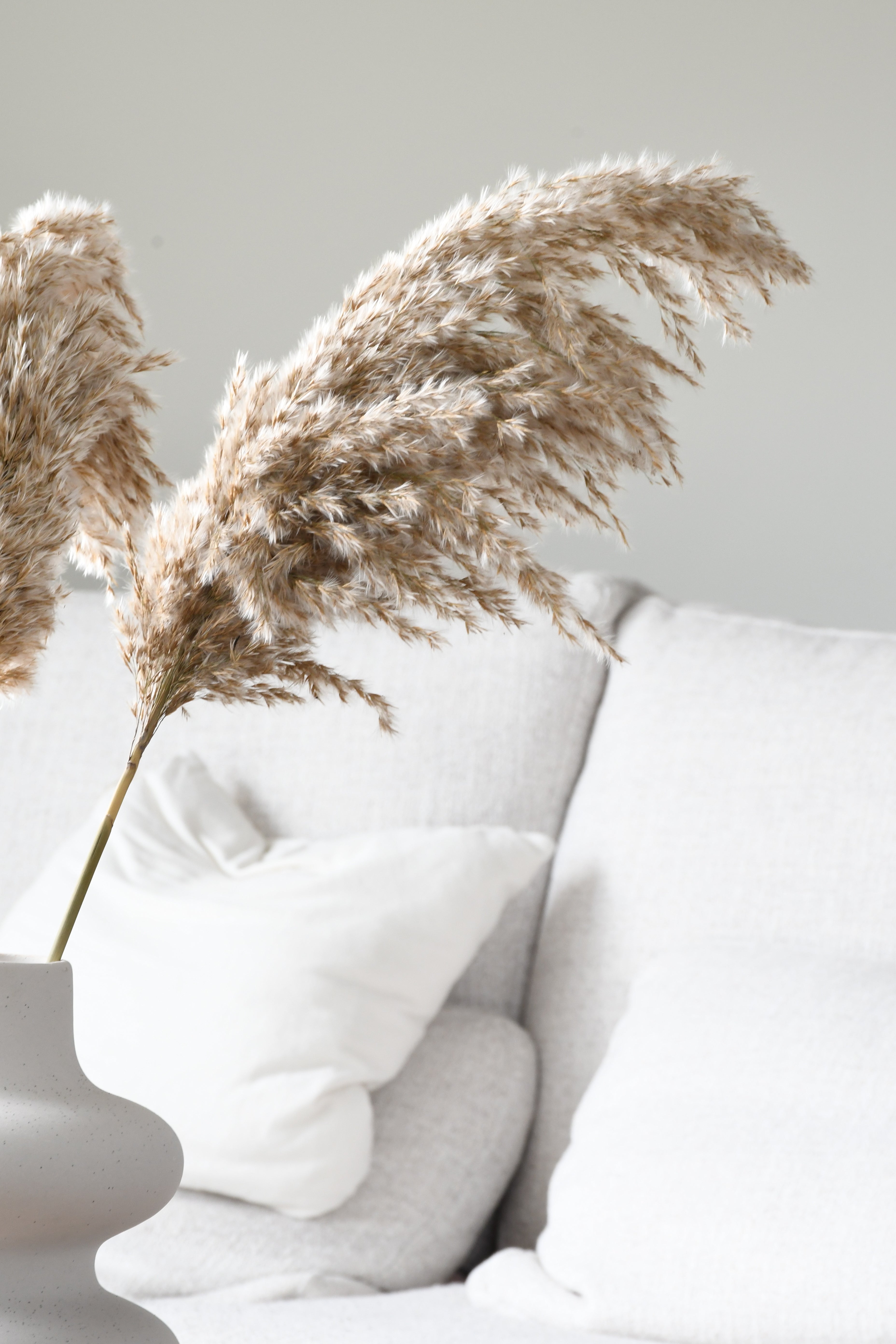 Fluffy pampas grass - 5 stems