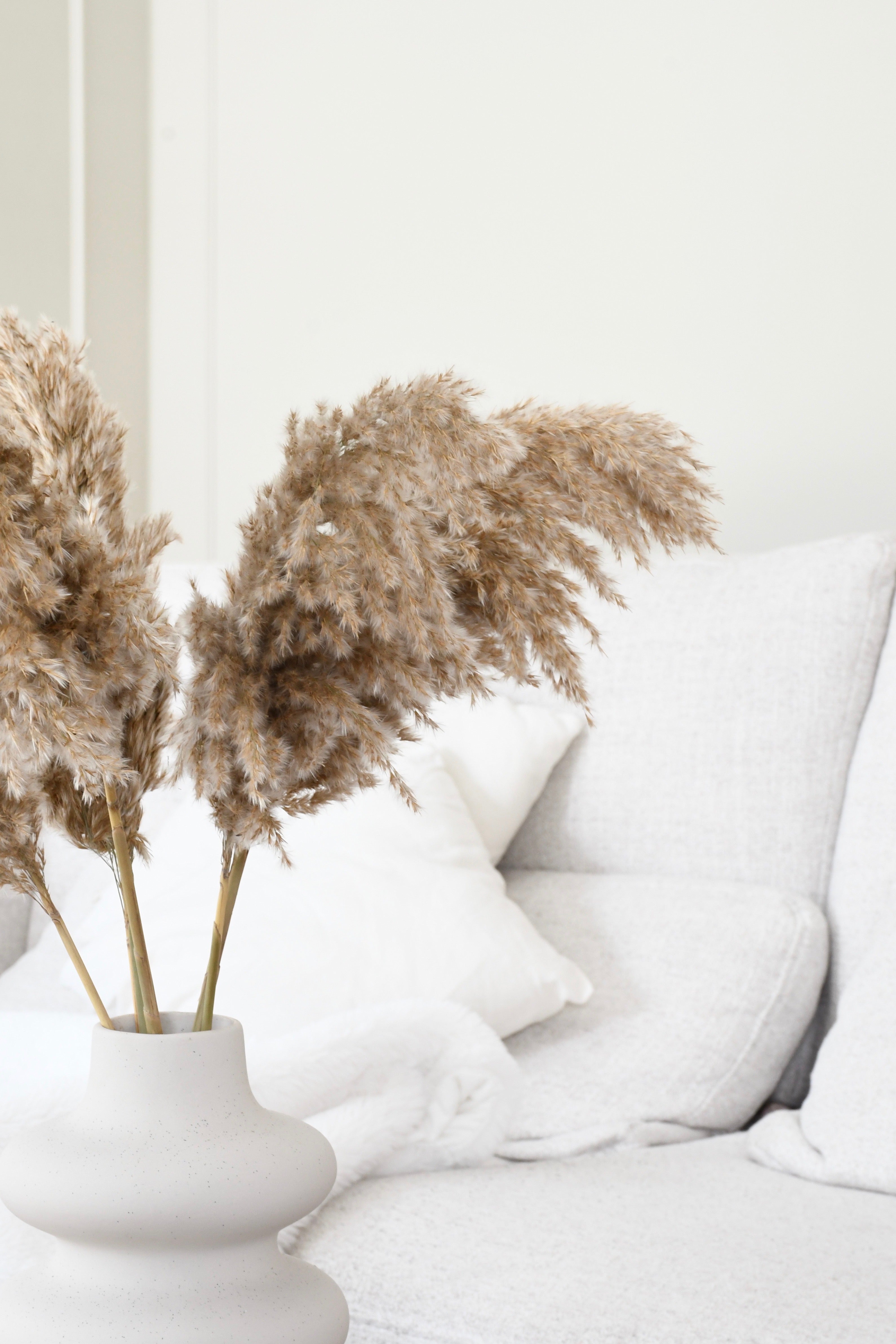 Fluffy pampas grass - 5 stems