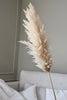 Beige Pampas 5 stems