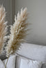 Beige Pampas 3 stems