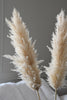 Beige Pampas 5 stems