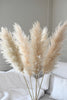 Beige Pampas 10 stems