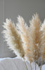 Beige Pampas 10 stems