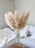 Beige Pampas 10 stems