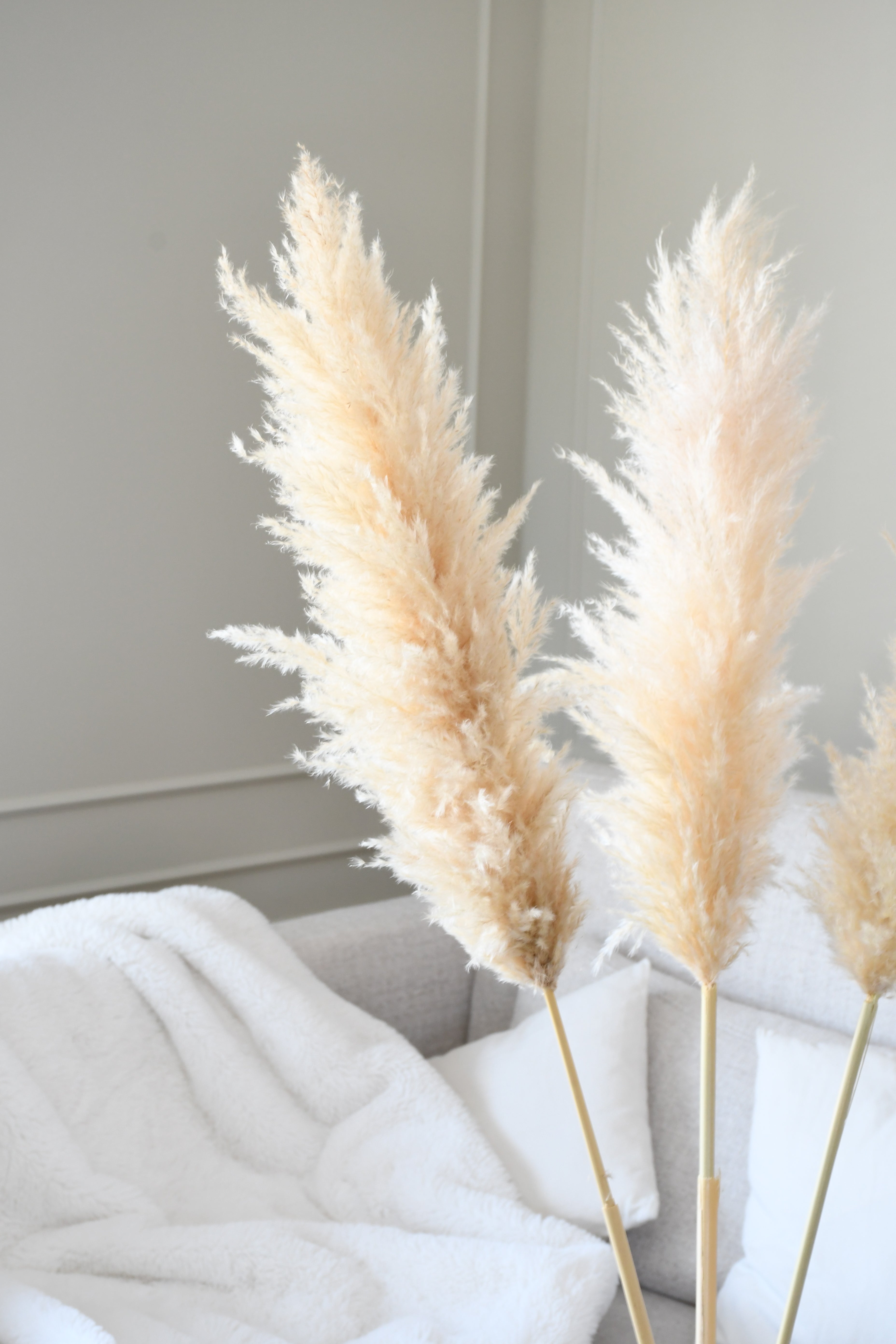 Beige Pampas 5 stems