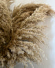 Fluffy pampas grass - 15 stems