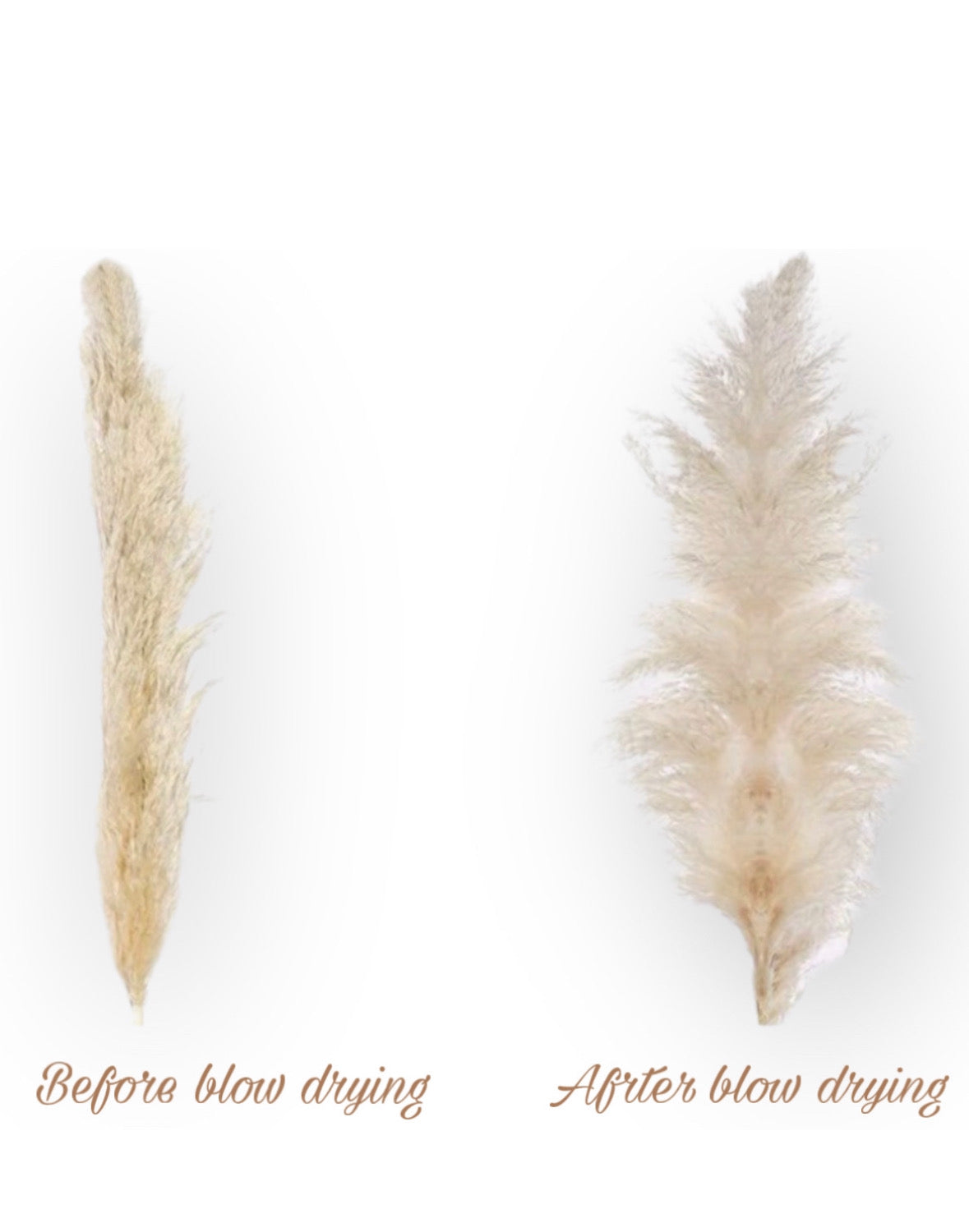 Beige Pampas 5 stems