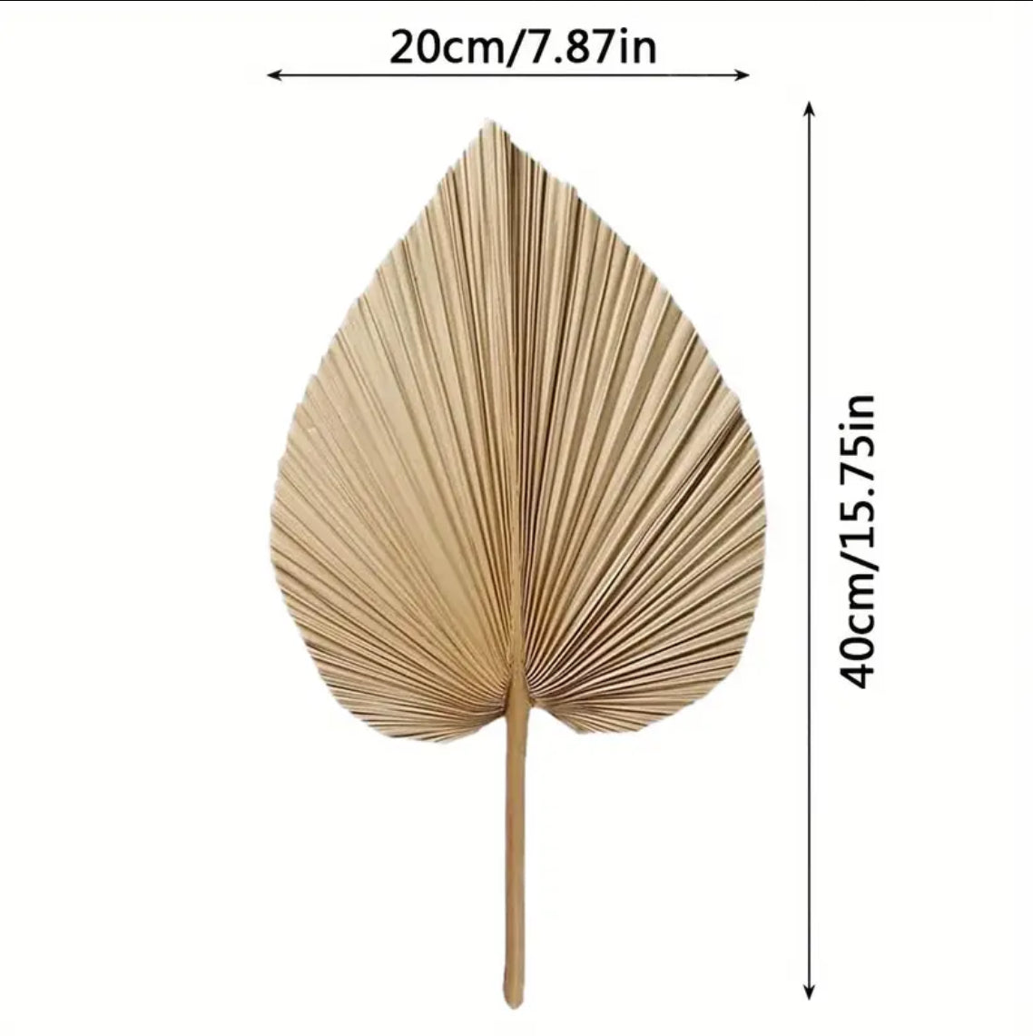 Dried Palm Leaves - 5 piece