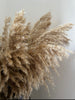 Fluffy pampas pluimen - 10 stelen