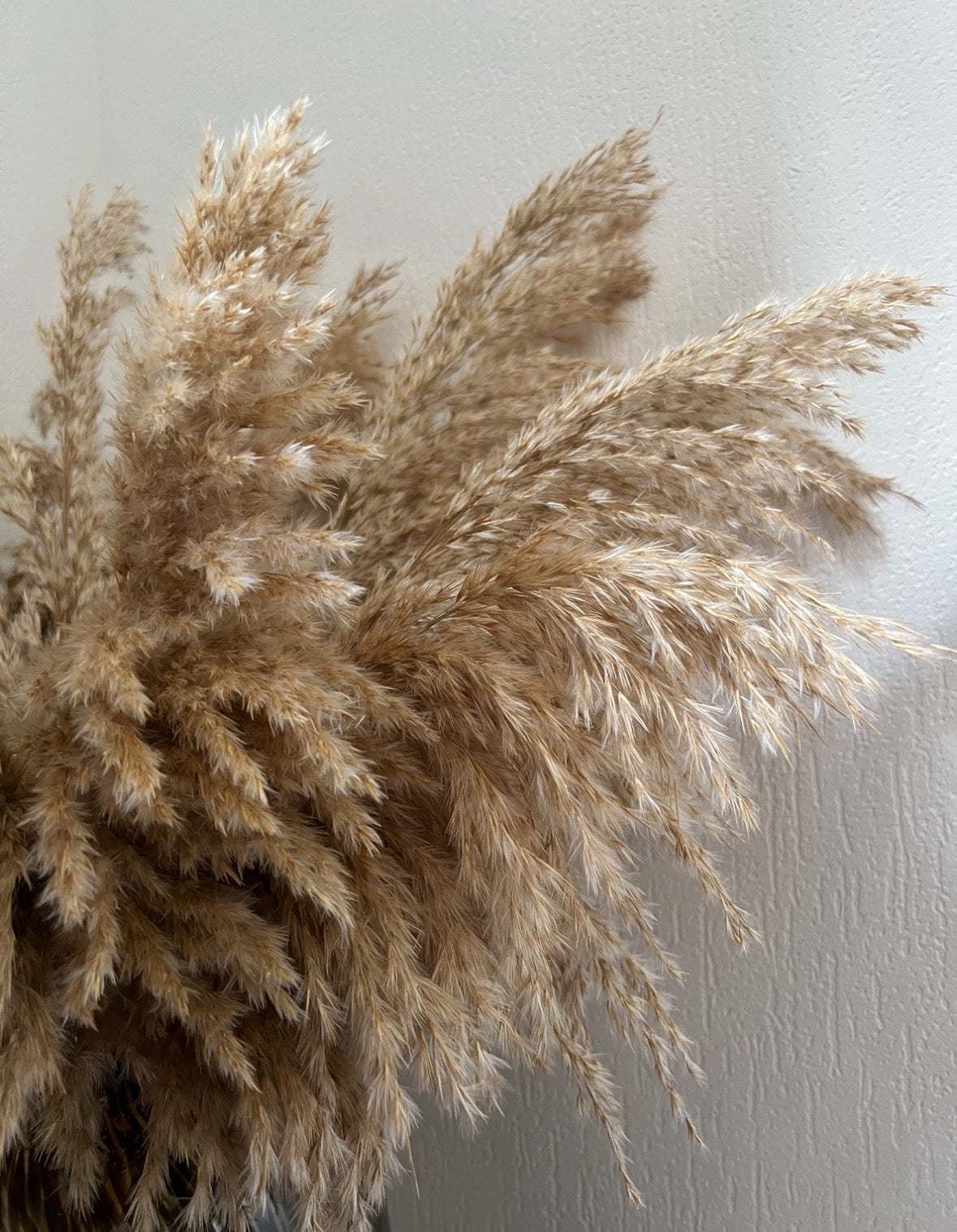 Fluffy pampas grass - 15 stems